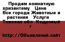 Продам комнатную хризантему › Цена ­ 250 - Все города Животные и растения » Услуги   . Томская обл.,Кедровый г.